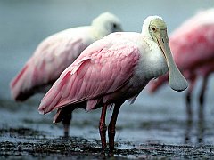 Roseate Spoonbill, Ft. Meyers, Florida